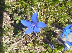 Gentiana brachyphylla brachyphylla