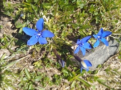 Gentiana brachyphylla brachyphylla