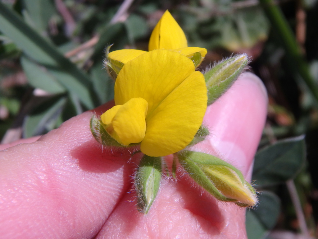 Argyrolobium biebersteinii