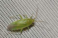 Orthotylus marginalis