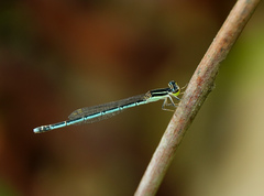 Agriocnemis lacteola