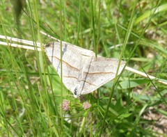 Scotopteryx