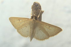 Crambidae