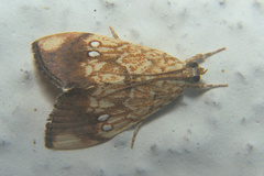 Lepidoptera