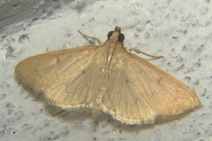 Crambidae