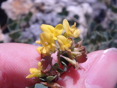 Medicago cretacea