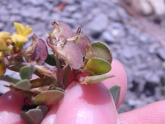 Medicago cretacea