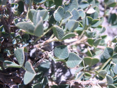 Medicago cretacea