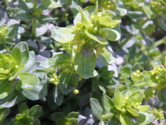 Cruciata laevipes