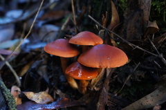 Cortinarius austrocinnabarinus