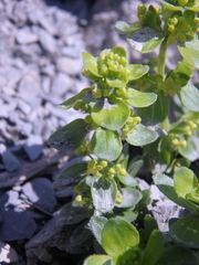 Cruciata laevipes