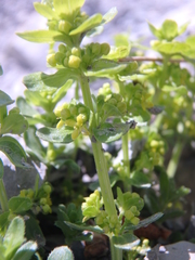 Cruciata laevipes