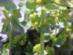 Cruciata laevipes