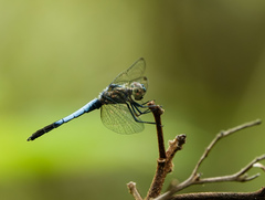Brachydiplax