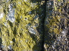 Arthoniomycetes