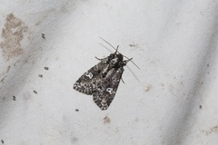 Melanchra adjuncta