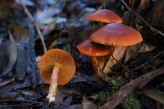 Cortinarius austrocinnabarinus