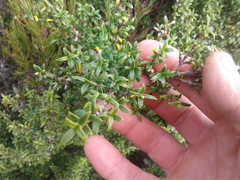 Coprosma pseudocuneata