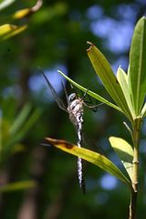 Caliaeschna microstigma