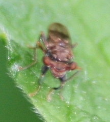 Sphyracephala brevicornis