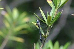 Caliaeschna microstigma