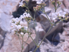 Galium xeroticum