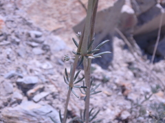 Galium xeroticum