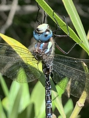 Caliaeschna microstigma