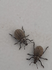 Philopedon plagiatum