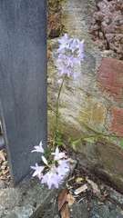 Campanula rapunculus