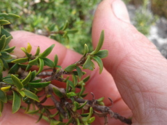 Coprosma pseudocuneata
