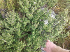 Coprosma pseudocuneata