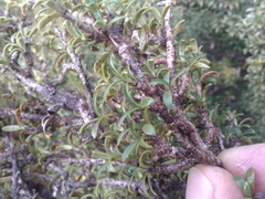 Coprosma pseudocuneata