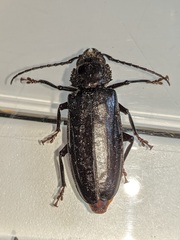 Archodontes melanopus