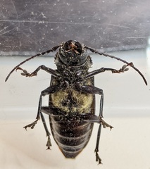 Archodontes melanopus
