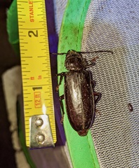 Archodontes melanopus