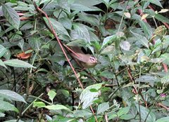 Basileuterus melanotis