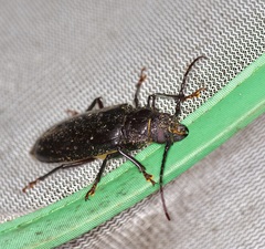 Archodontes melanopus