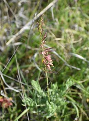 Oenothera cinerea cinerea