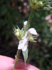 Stachys atherocalyx