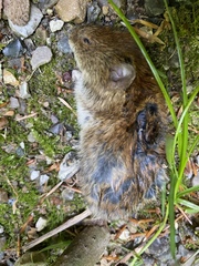 Clethrionomys glareolus