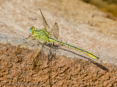 Notogomphus praetorius