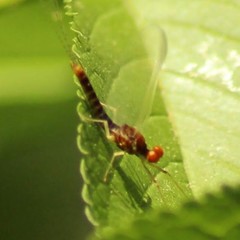 Ephemerella subvaria