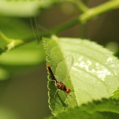 Ephemerella subvaria