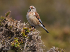 Linaria cannabina cannabina