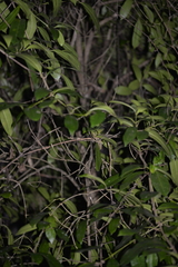 Baloghia inophylla