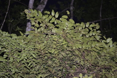 Baloghia inophylla