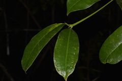 Baloghia inophylla