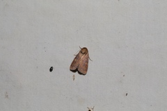 Perigea xanthioides