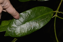 Baloghia inophylla